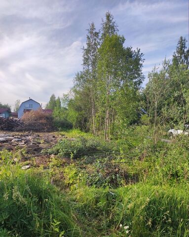 снт Зеленый Бор 85 км, Гатчинский р-н, Вырицкое городское поселение, 302, Дружная Горка, Киевское шоссе фото