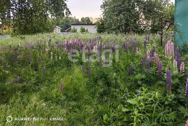 муниципальное образование, деревня Барсуки фото