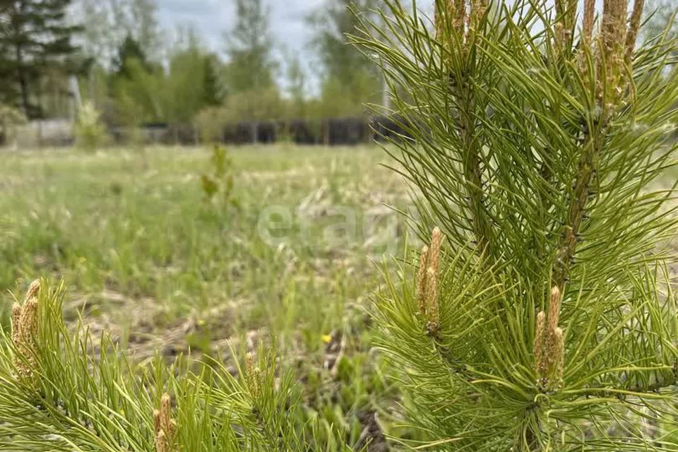 земля р-н Тюменский СНТ Лесник-2 фото 2