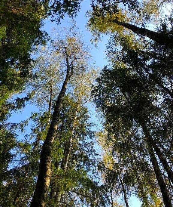 земля городской округ Солнечногорск д Сергеевка Зеленоград — Крюково фото 15