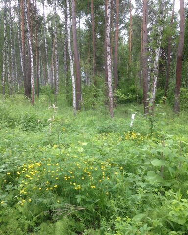 земля муниципальное образование Дивногорск фото