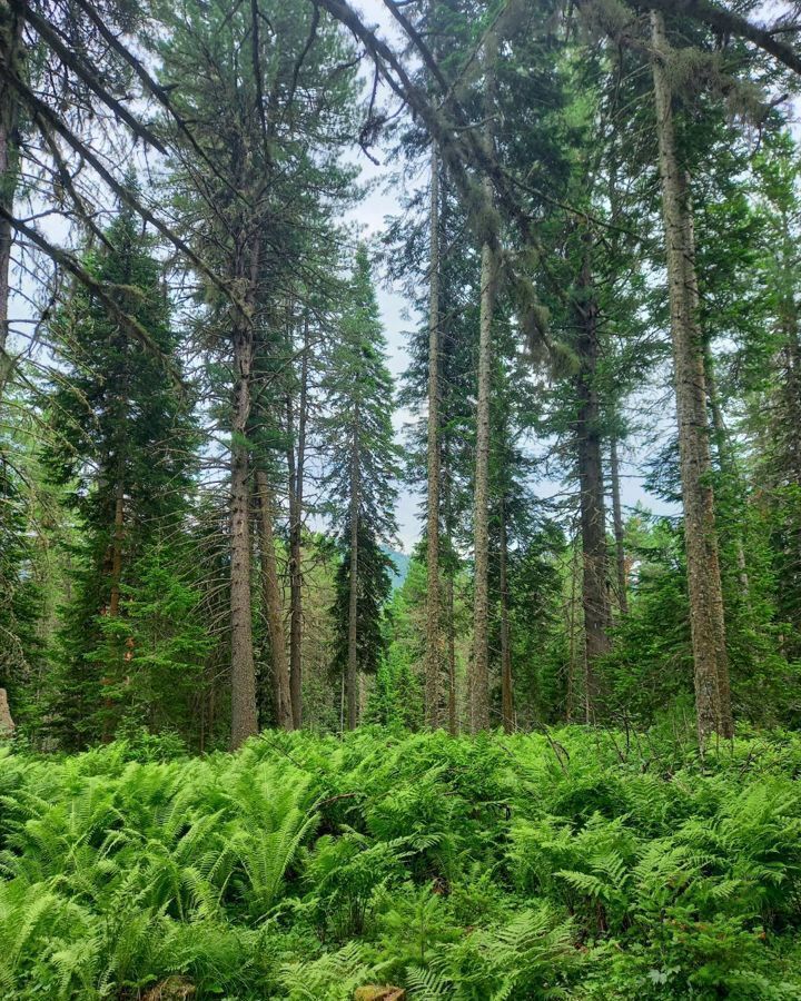 земля р-н Турочакский с Артыбаш Турочак фото 1