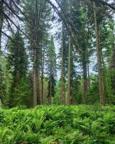 земля р-н Турочакский с Артыбаш Турочак фото