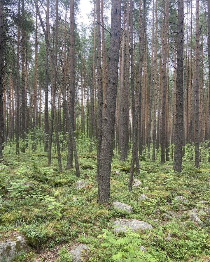 земля р-н Медвежьегорский г Медвежьегорск Медвежьегорское городское поселение, парк Медвежье Заонежье фото 2