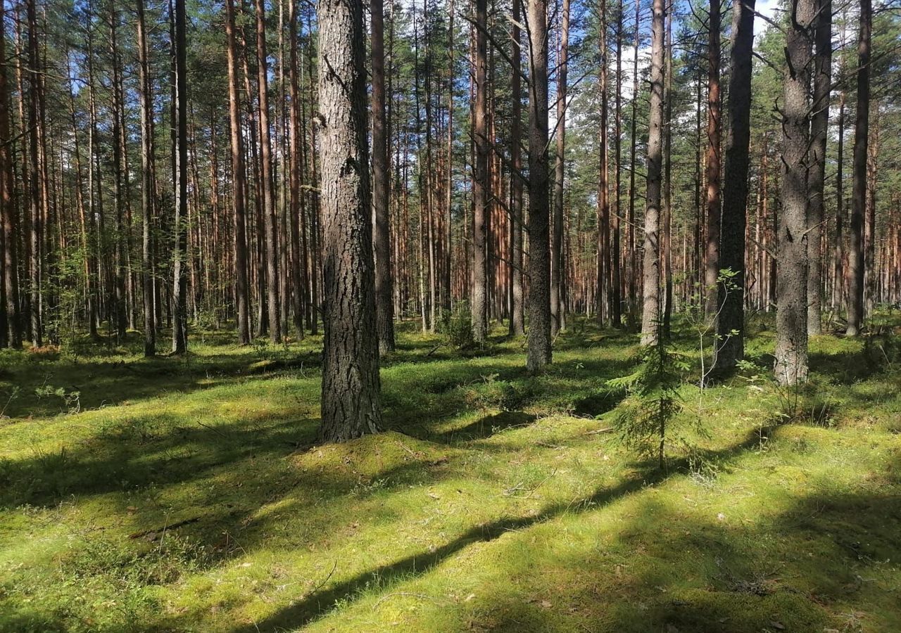 земля р-н Лужский д Слапи Киевское шоссе, 9847 км, Заклинское сельское поселение, Луга фото 8