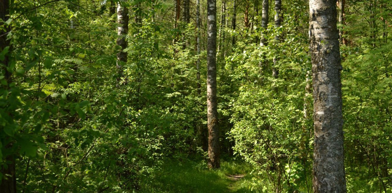 земля городской округ Богородский г Ногинск фото 3