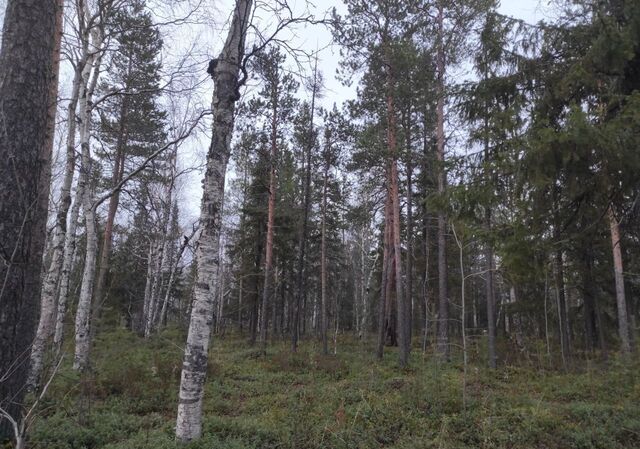 р-н Усть-Лабинский г Усть-Лабинск ул Свободная общество Голубое пламя фото