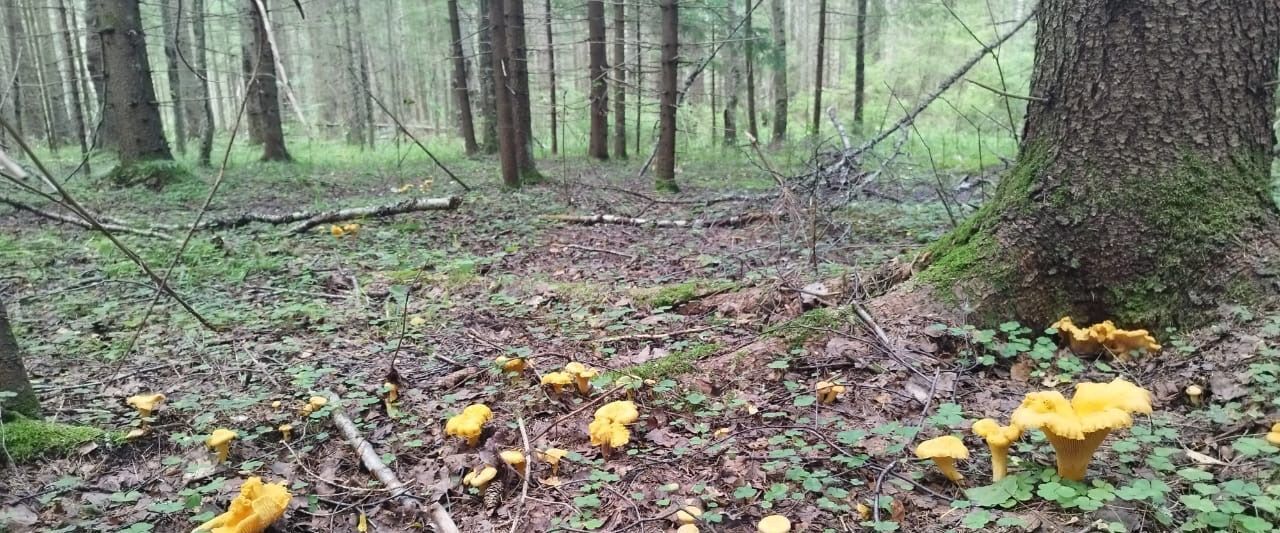 земля городской округ Талдомский д Полутьево фото 6