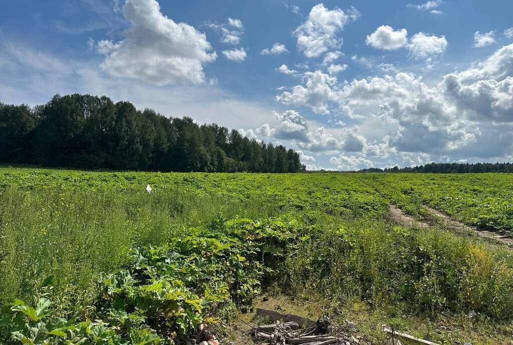 земля городской округ Солнечногорск д Новый Стан фото 14