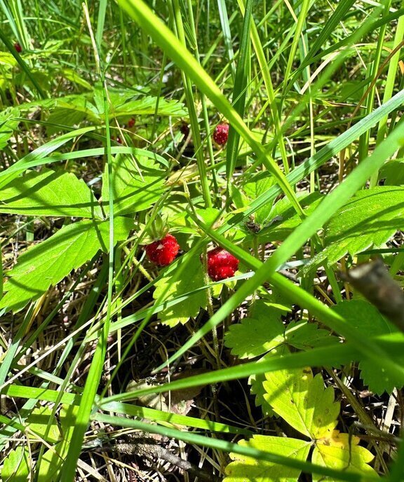 земля городской округ Истра нп Ивановское д Качаброво Нахабино фото 11