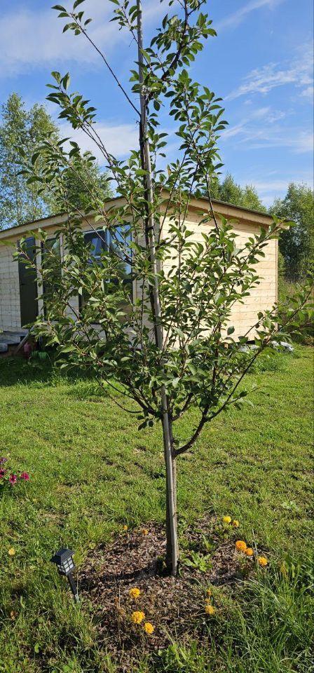 дом городской округ Шаховская д Дор КП Дорино ДНП фото 11