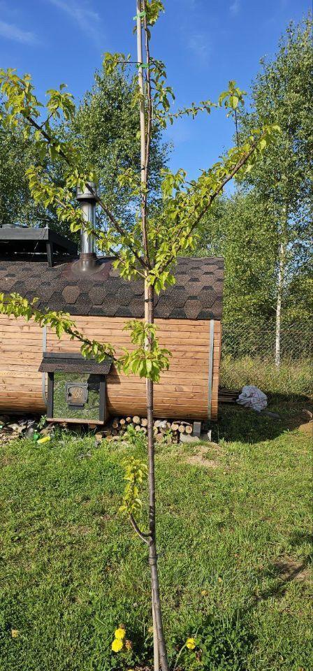 дом городской округ Шаховская д Дор КП Дорино ДНП фото 12