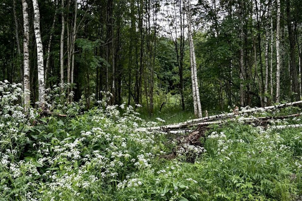 земля р-н Всеволожский г Всеволожск ул Камышовая 1 фото 4