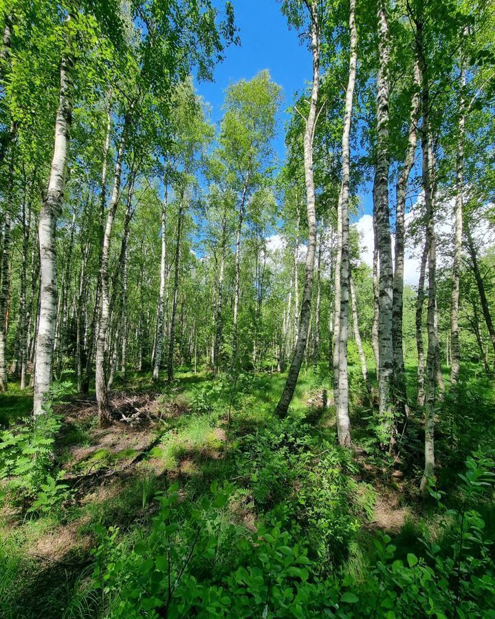 земля р-н Выборгский г Высоцк Селезнёвское сельское поселение фото 12