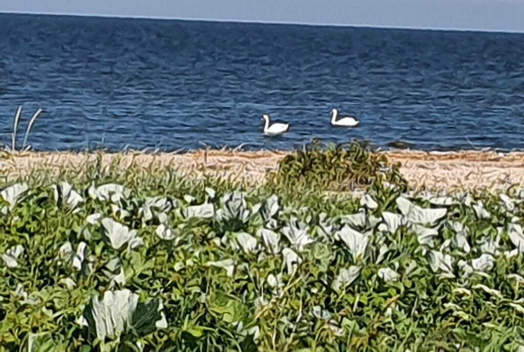 земля р-н Зеленоградский г Зеленоградск фото 8