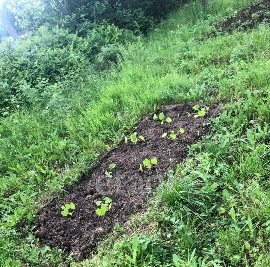 земля р-н Смидовичский снт Энтузиаст ул Вторая фото 3