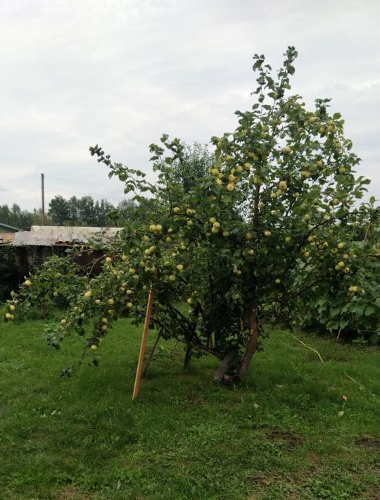 дом р-н Первомайский снт Голубцовское фото 9