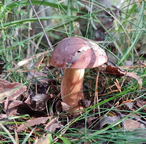 ул Морская 89 Полянское с/пос, Омега СНТ фото