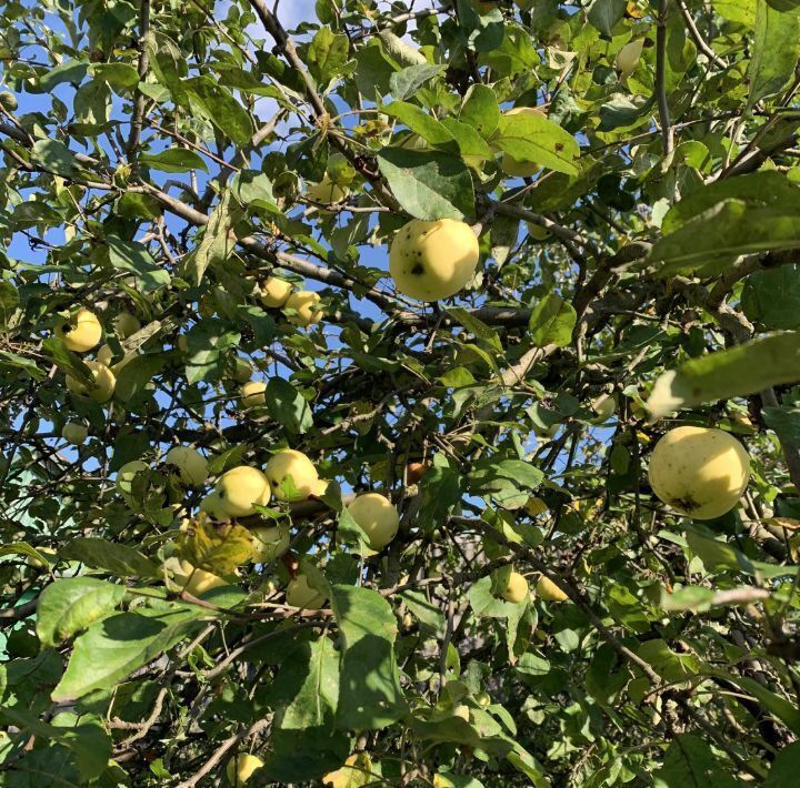 дом городской округ Одинцовский г Звенигород мкр Шихово ул Кирова 131 фото 19