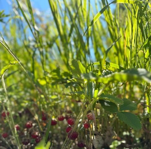 ул Молодежная Рождественское с/пос фото