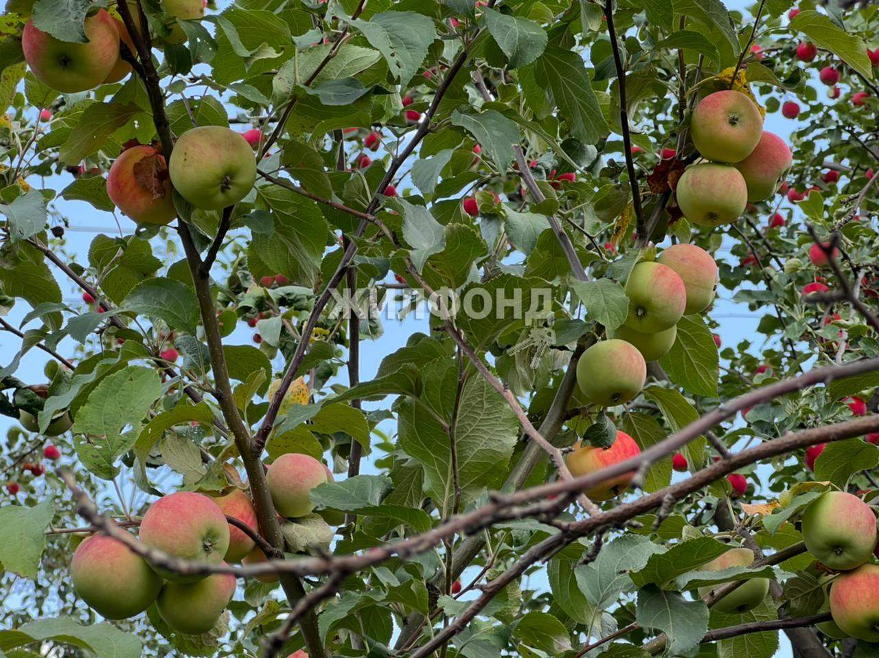 дом р-н Ордынский рп Ордынское ул Граничная фото 20