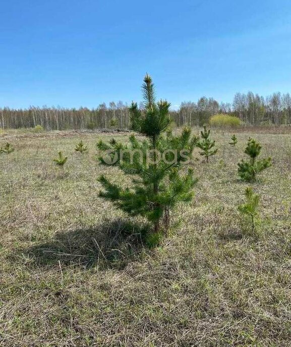 земля р-н Нижнетавдинский снт Сундукуль фото 19