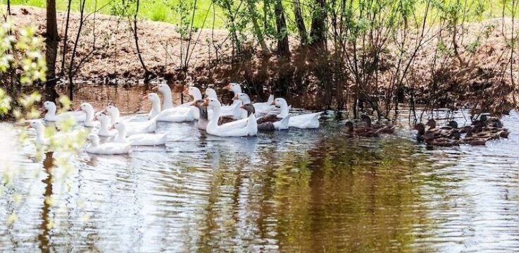 земля г Переславль-Залесский ул Полевая деревня Ширяйка фото 16