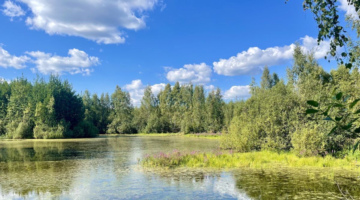 земля городской округ Раменский Фенино Лесное кп фото 25