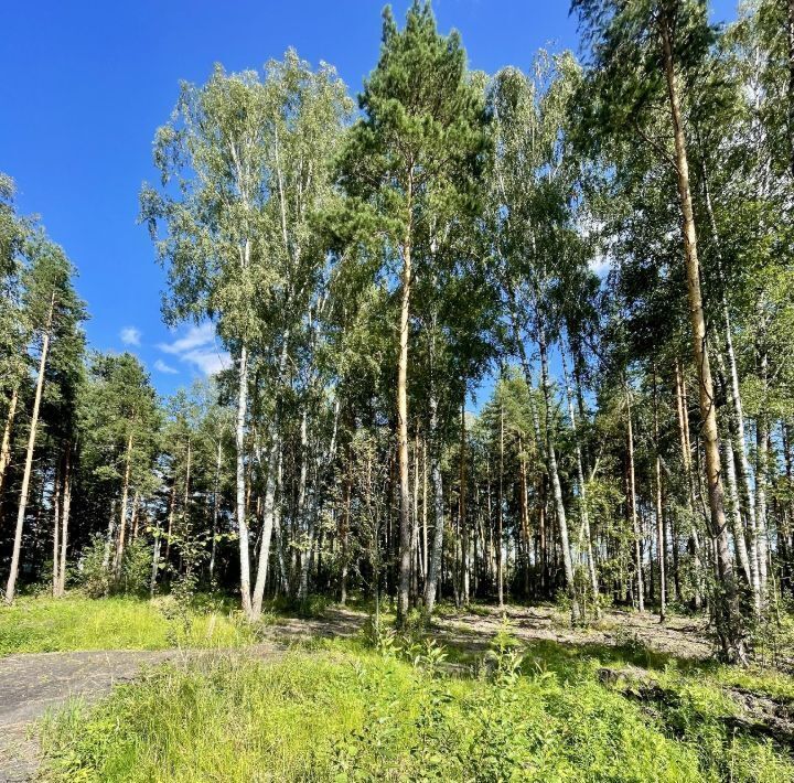 земля городской округ Раменский Фенино Лесное кп фото 26