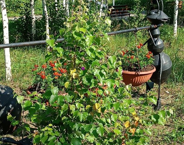 ул Свободы городской округ Верхнее Дуброво фото