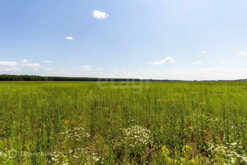 земля р-н Тюменский село Кулига фото 3