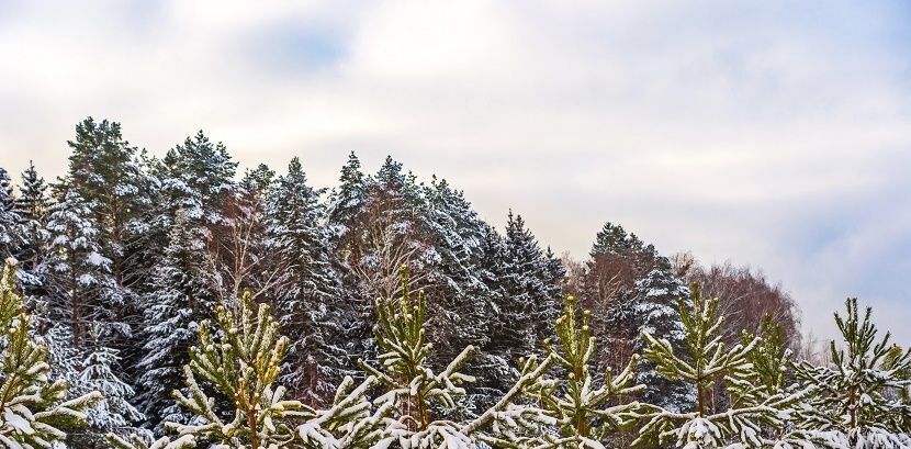 земля городской округ Ступино д Шелково фото 17