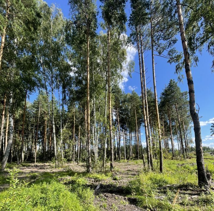 земля городской округ Раменский Фенино Лесное кп фото 2