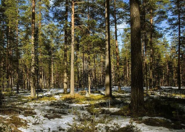 р-н Чкаловский Екатеринбург городской округ, Курганово фото