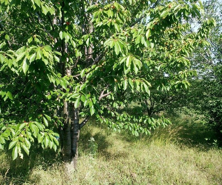 земля г Ростов-на-Дону р-н Октябрьский городской округ Ростов-на-Дону, СТ Лесополоса фото 2