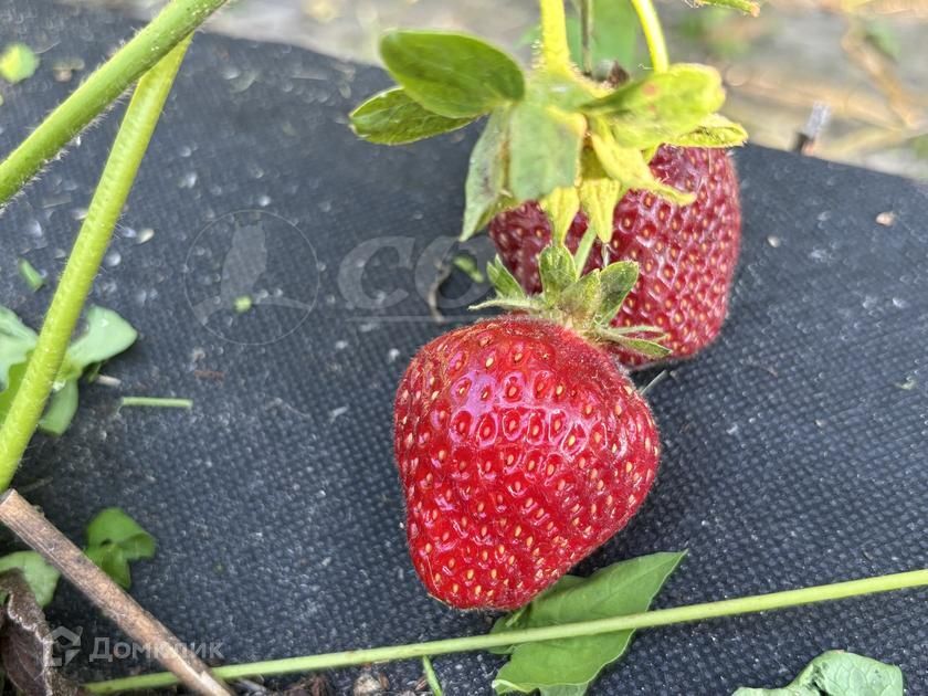 дом г Тюмень городской округ Тюмень, Облепиховая Огонек с/о, 4 фото 9