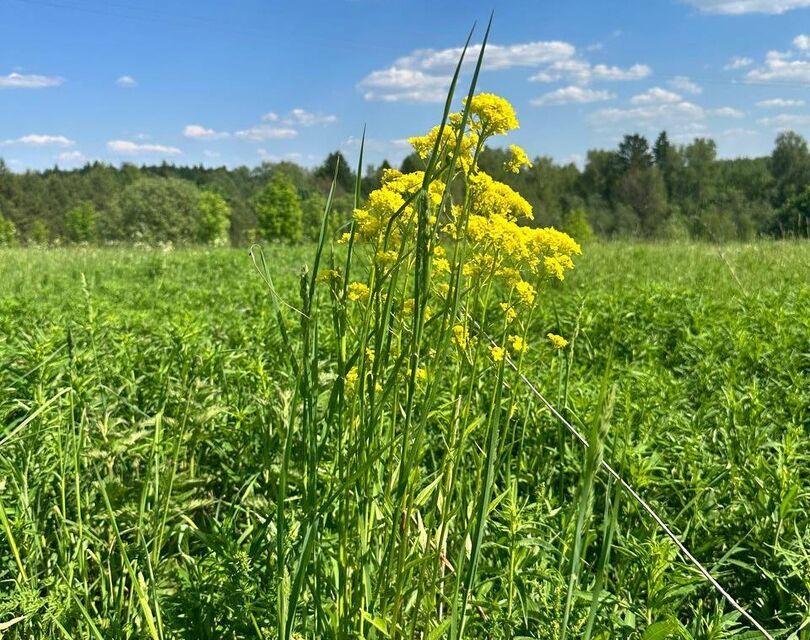 земля г Солнечногорск фото 10