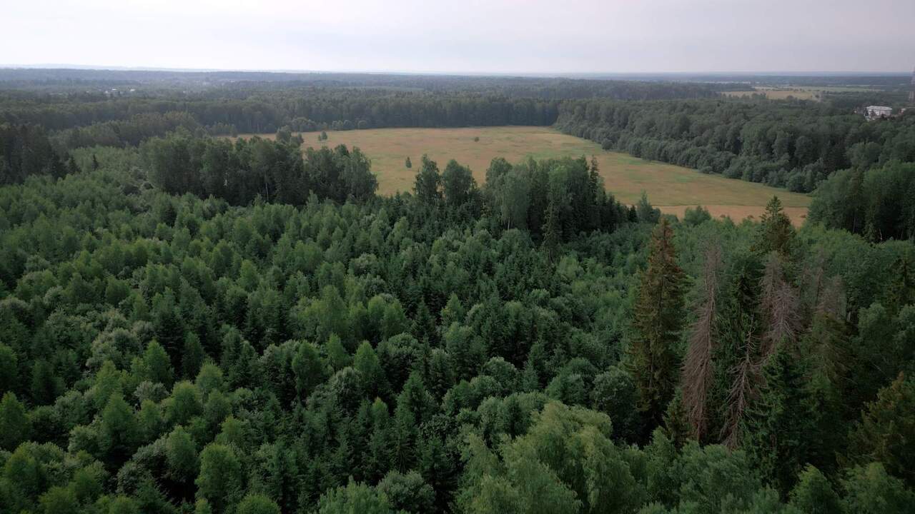 земля городской округ Шаховская д Муриково ул Лесная Новорижское шоссе фото 7