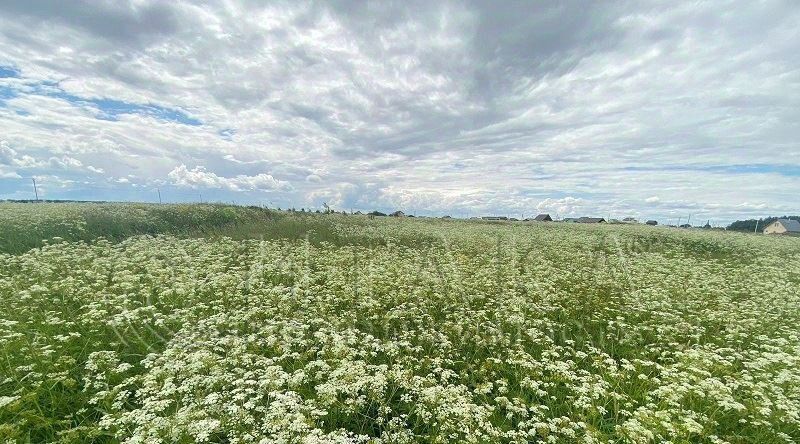 земля р-н Ломоносовский д Большое Забородье Оржицкое с/пос, Проспект Ветеранов фото 9