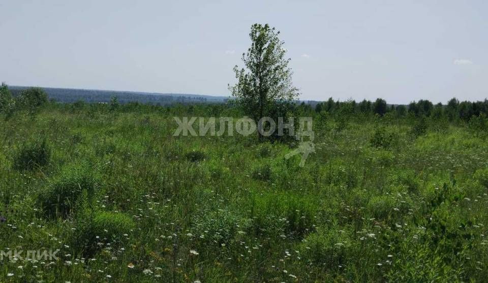 земля городской округ Бердск, садоводческое товарищество Радист, 1-я улица фото 4