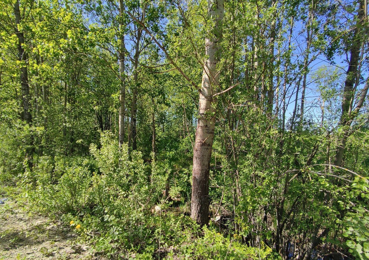 земля р-н Новгородский д Новая Мельница Великий Новгород фото 3