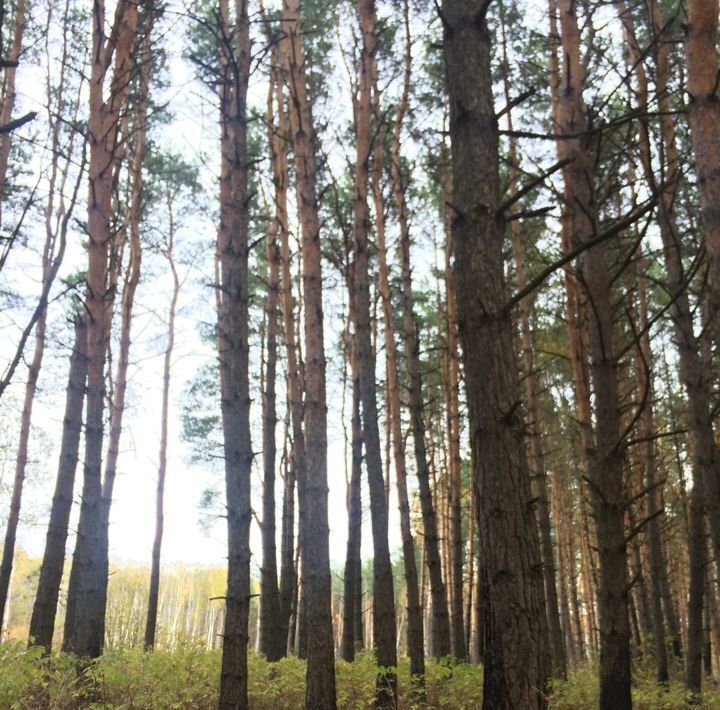 земля городской округ Серпухов п Пролетарский снт Волшебная страна фото 8