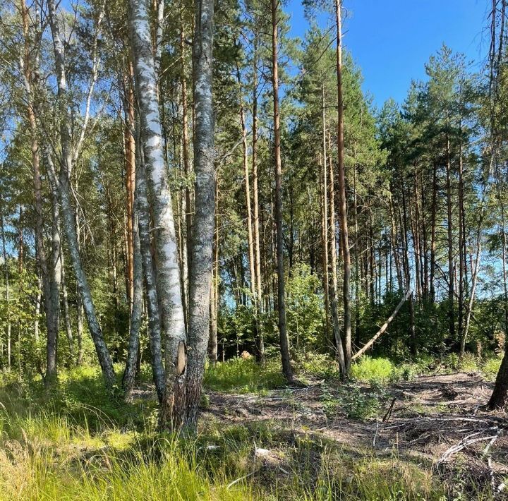 земля городской округ Раменский Фенино Лесное кп фото 5