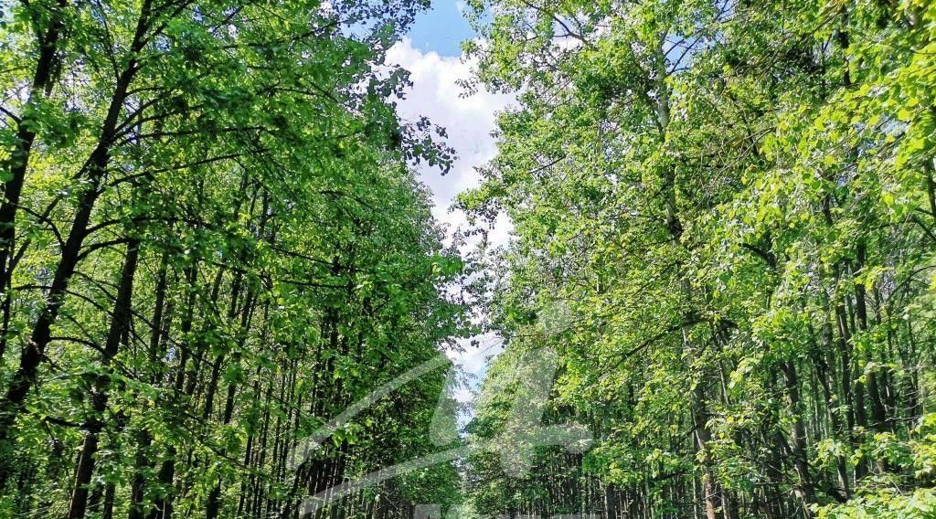 земля городской округ Раменский д Малое Саврасово Домодедовская фото 22