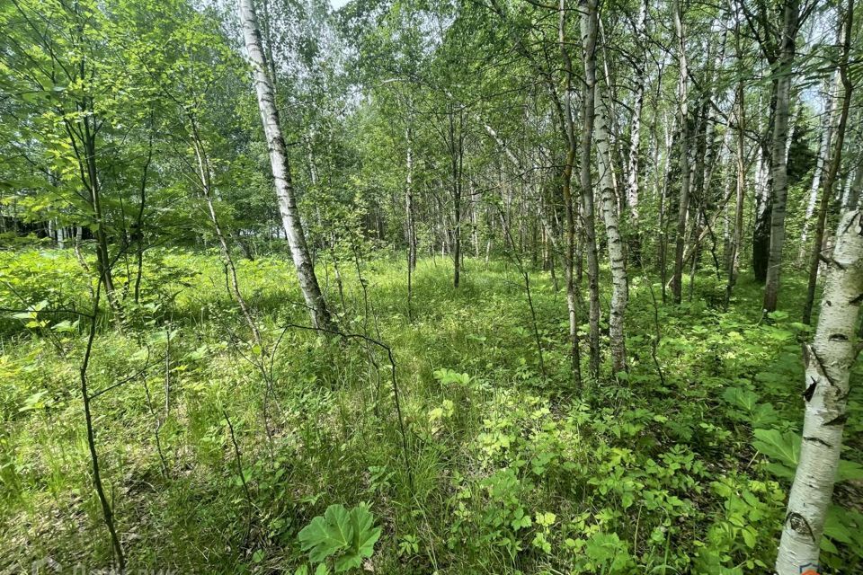 земля городской округ Домодедово СНТ Малиновая Роща фото 6