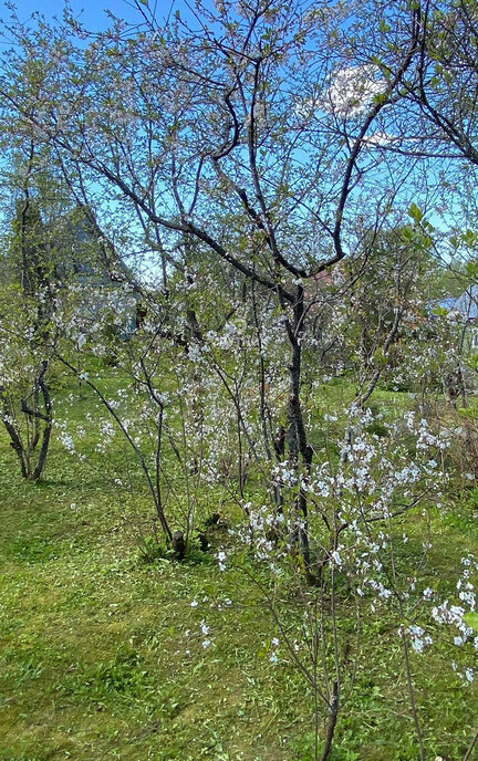 дом городской округ Дмитровский д Минеево Лобня фото 12