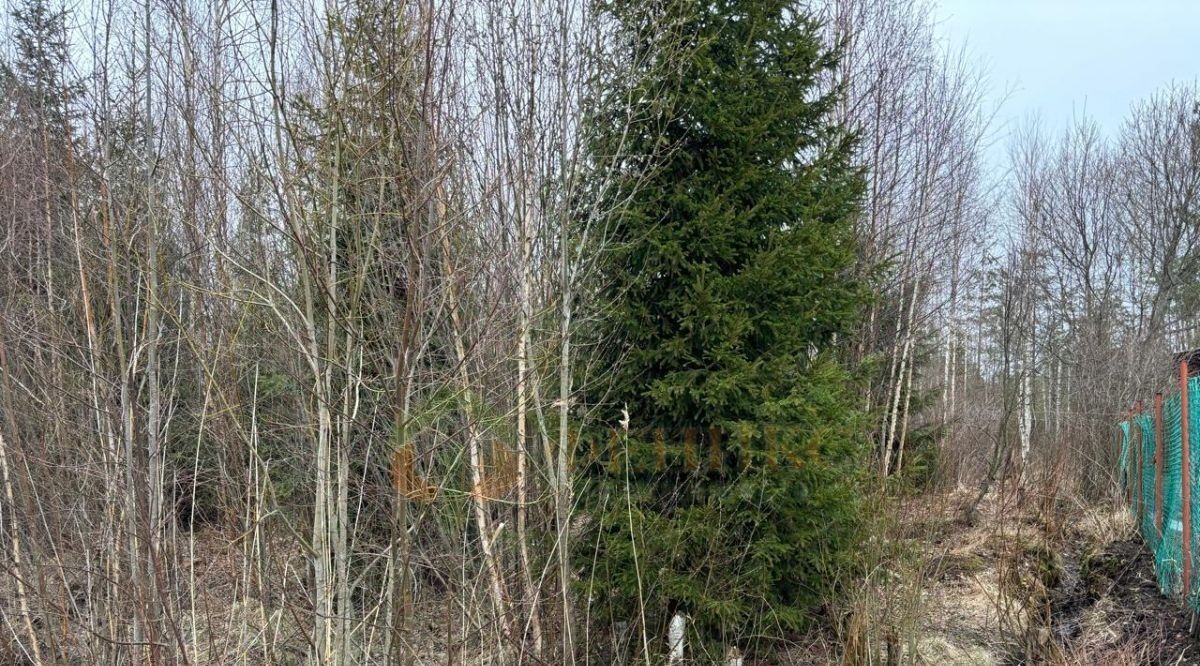 земля р-н Выборгский п Лейпясуо 385, Красносельское с пос, Астра СНТ фото 4