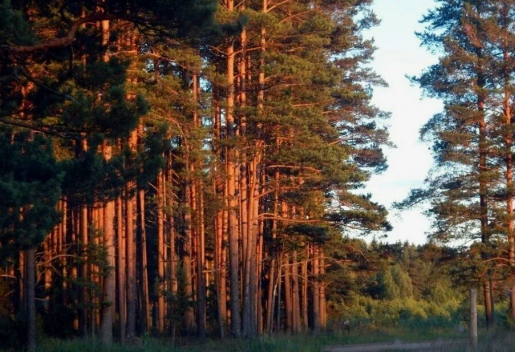 земля направление Ярославское (северо-восток) ш Ярославское 83 км, муниципальное образование Краснопламенское, Владимирская обл., Александровский р-н, Краснозаводск фото 3