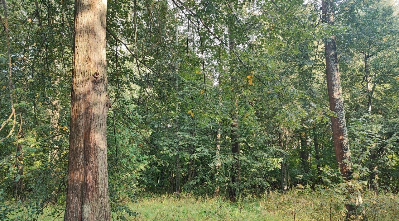 земля городской округ Можайский д Денисьево фото 12