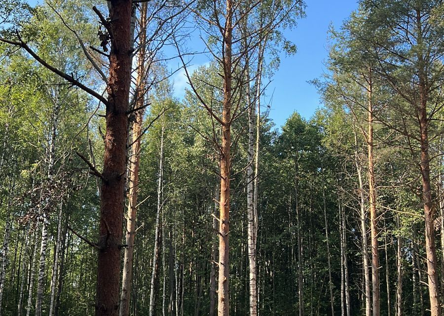 земля р-н Кировский городской посёлок Синявино, Восточная улица фото 8